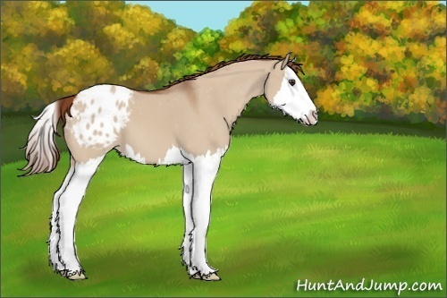 Horse Color:Unknown 