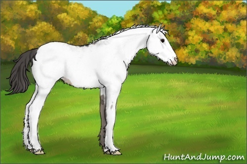 Horse Color:Unknown 