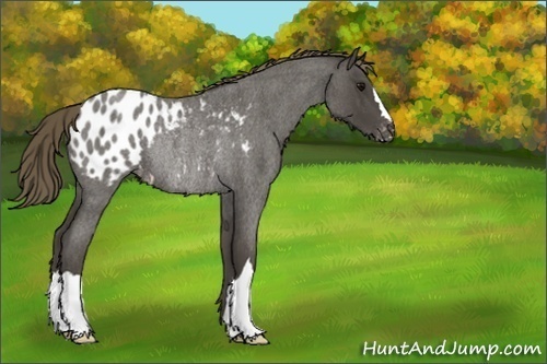 Horse Color:Unknown 