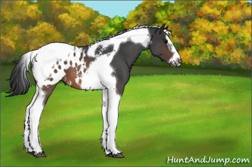 Horse Color:Unknown 
