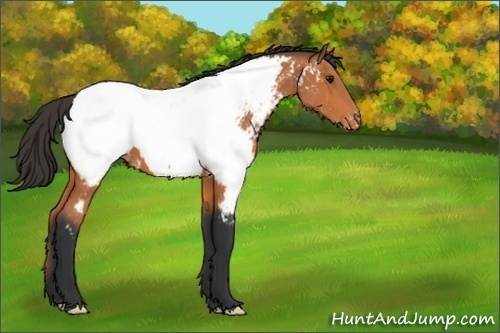 Horse Color:Unknown 
