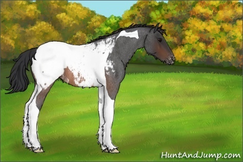 Horse Color:Unknown 