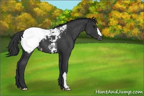 Horse Color:Unknown 