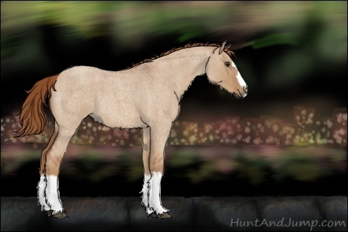 Horse Color:Red Dun Roan Splash Frame Rabicano