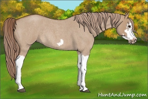 Horse Color:Red Dun Roan Splash Frame Rabicano 