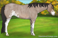 Horse Color:Bay Roan Dun Sabino 
