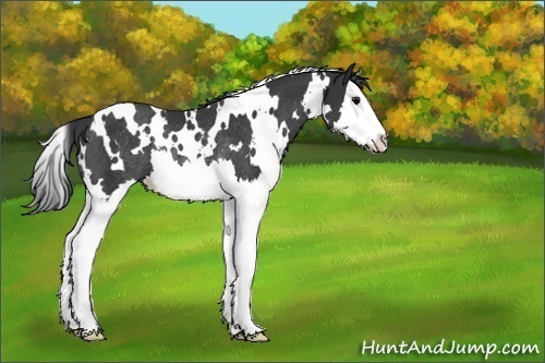 Horse Color:White Spotted Black Splash Rabicano