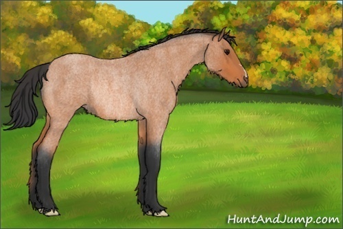 Horse Color:Bay Roan Rabicano 