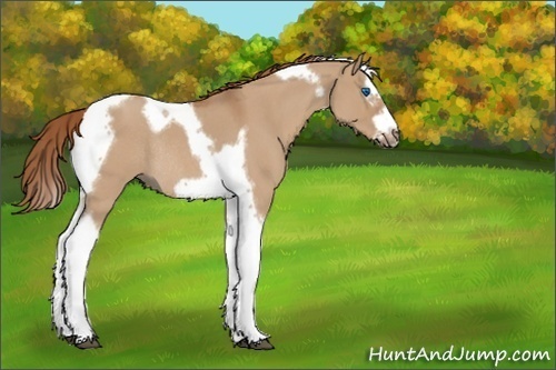 Horse Color:Unknown 
