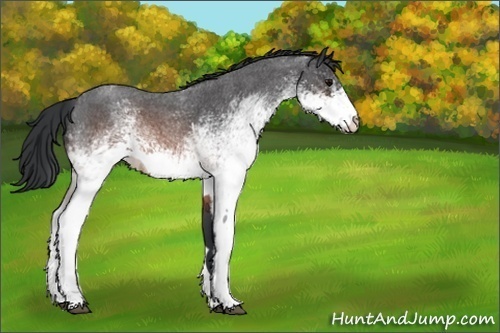 Horse Color:Unknown 