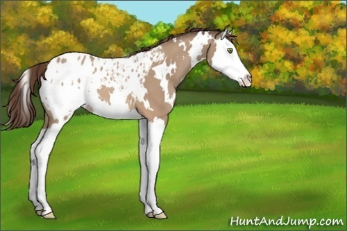 Horse Color:White Spotted Sable Champagne Splash Appaloosa 