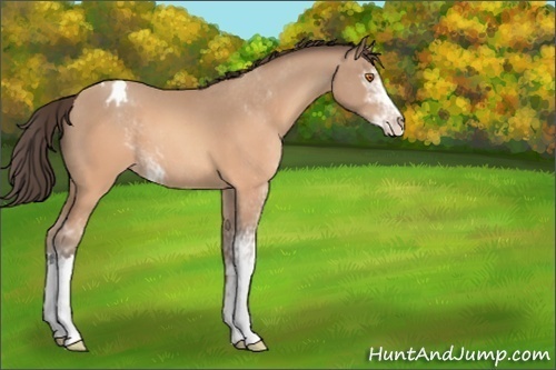 Horse Color:Sable Champagne Sabino Varnish 
