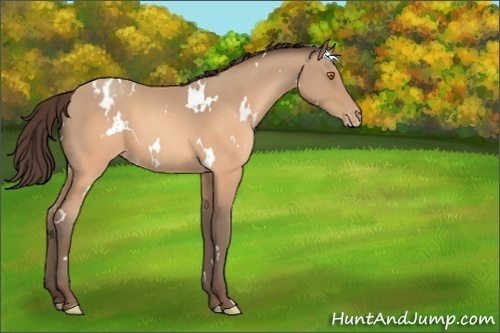 Horse Color:White Spotted Sable Champagne Blanket