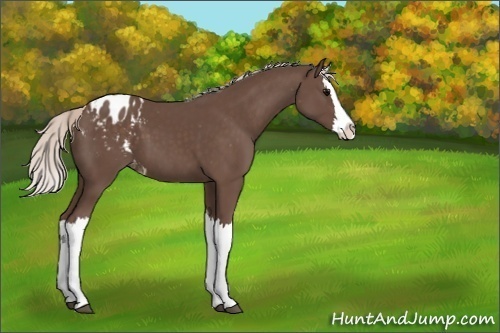 Horse Color:Silver Black Splash Appaloosa