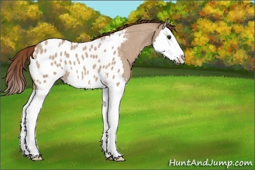 Horse Color:Unknown 