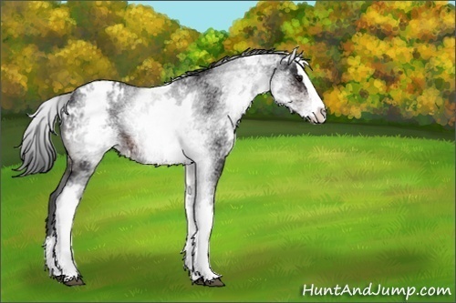 Horse Color:White Spotted Brown Splash Blanket