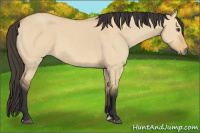 Horse Color:Buckskin Dun Sabino 