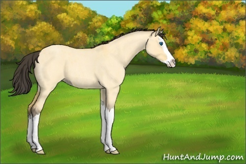 Horse Color:Buckskin Roan Dun Splash