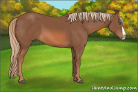 Horse Color:Liver Chestnut Splash 