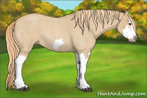 Horse Color:Red Dun Roan Splash Frame Rabicano
