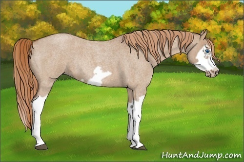 Horse Color:Red Dun Roan Splash Frame Rabicano