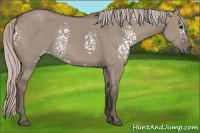 Horse Color:White Spotted Silver Grullo Rabicano