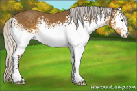 Horse Color:White Spotted Silver Buckskin 