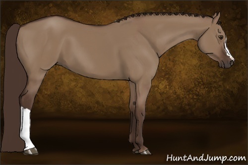 Horse Color:Liver Red Dun 