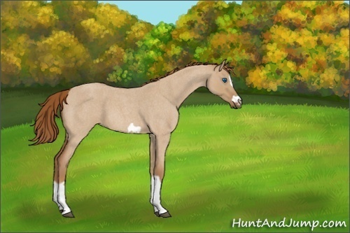 Horse Color:Red Dun Roan Splash Frame Rabicano 