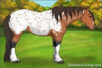 Horse Color:Bay Blanket