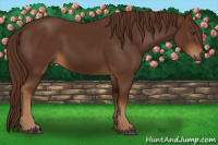 Horse Color:Gray Chestnut 