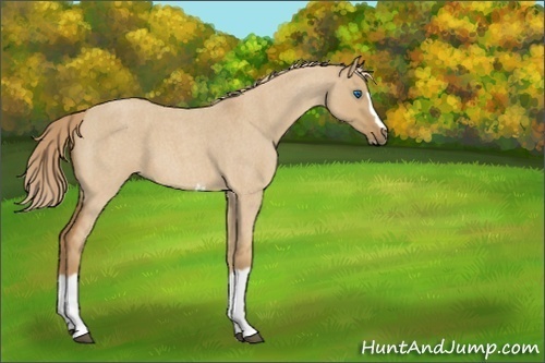 Horse Color:Unknown 