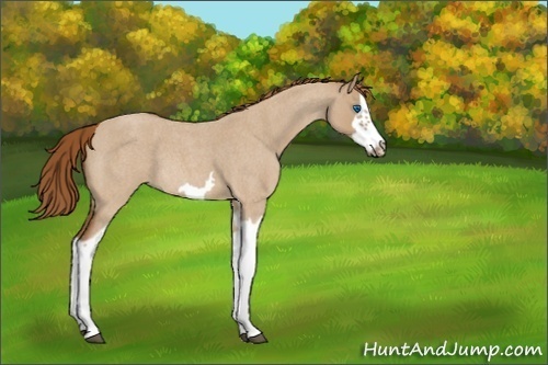 Horse Color:Unknown 
