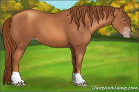 Horse Color:Gray Gold Champagne 