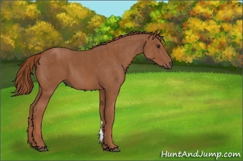 Horse Color:Chestnut  Brindle