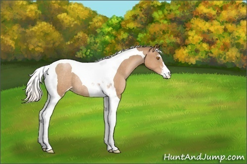 Horse Color:Silver Black Pearl Sabino Tobiano Rabicano