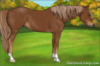 Horse Color:Gray Chestnut 