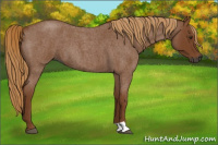 Horse Color:Gray Red Roan 