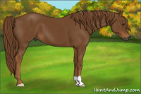 Horse Color:Gray Chestnut 