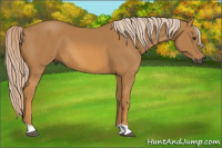 Horse Color:Gray Palomino