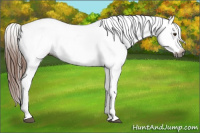 Horse Color:Gray Chestnut Appaloosa 