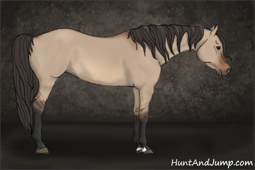 Horse Color: Bay Dun 