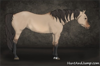 Horse Color:Bay Dun