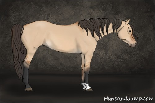 Horse Color: Bay Dun 