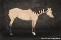 Horse Color:Bay Dun