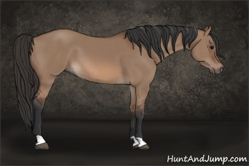 Horse Color: Bay Dun 