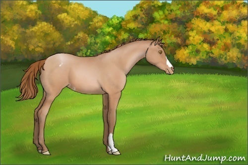 Horse Color:Bay Roan Pearl Varnish 