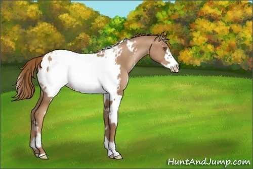 Horse Color:White Spotted Liver Chestnut Pearl Frame Appaloosa 