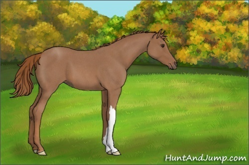 Horse Color:Red Roan 