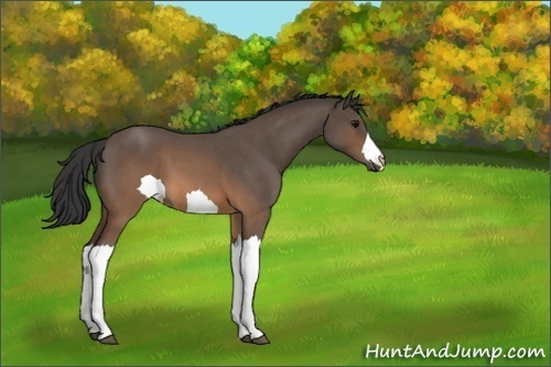 Horse Color:Brown Roan 